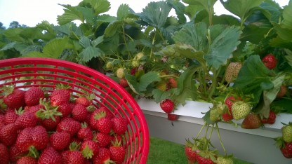 Image Cueillette Horti Passion